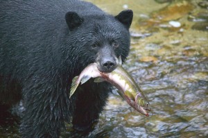 Black_bear_with_salmon_700px